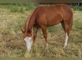 Quarter horse américain, Jument, 2 Ans, 150 cm, Alezan