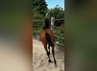 Quarter horse américain, Jument, 2 Ans, 150 cm, Bai