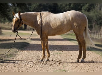 Quarter horse américain, Jument, 2 Ans, 150 cm, Palomino
