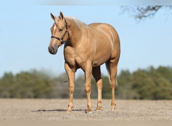Quarter horse américain, Jument, 2 Ans, 150 cm, Palomino