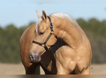 Quarter horse américain, Jument, 2 Ans, 150 cm, Palomino