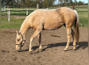 Quarter horse américain, Jument, 2 Ans, 150 cm, Palomino