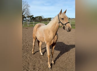 Quarter horse américain, Jument, 2 Ans, 150 cm, Palomino