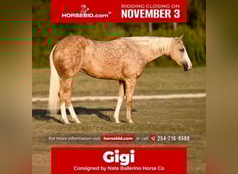 Quarter horse américain, Jument, 2 Ans, 150 cm, Palomino