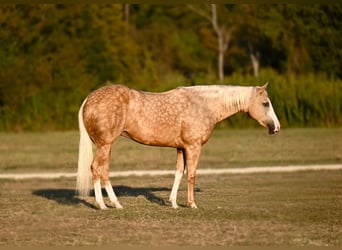 Quarter horse américain, Jument, 2 Ans, 150 cm, Palomino