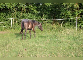 Quarter horse américain, Jument, 2 Ans, 150 cm, Rouan Bleu