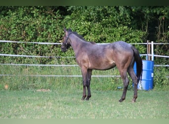 Quarter horse américain, Jument, 2 Ans, 150 cm, Rouan Bleu