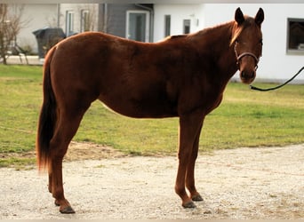 Quarter horse américain, Jument, 2 Ans, 152 cm, Alezan brûlé