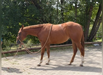 Quarter horse américain, Jument, 2 Ans, 152 cm, Alezan