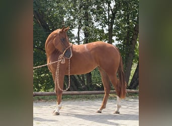 Quarter horse américain, Jument, 2 Ans, 152 cm, Alezan