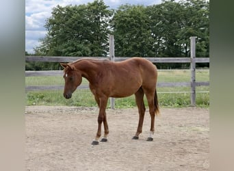 Quarter horse américain, Jument, 2 Ans, 152 cm, Alezan