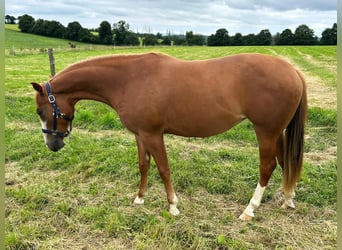 Quarter horse américain, Jument, 2 Ans, 152 cm, Alezan