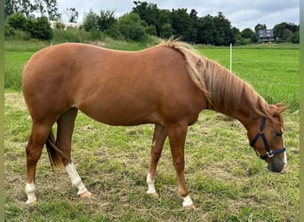 Quarter horse américain, Jument, 2 Ans, 152 cm, Alezan