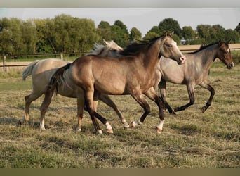 Quarter horse américain, Jument, 2 Ans, 152 cm, Buckskin