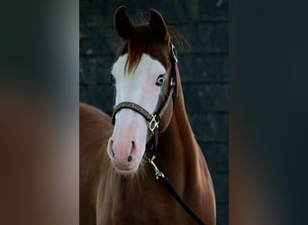 Quarter horse américain, Jument, 2 Ans, 152 cm, Overo-toutes couleurs