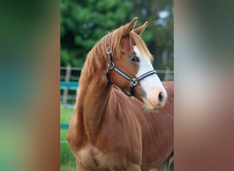 Quarter horse américain, Jument, 2 Ans, 152 cm, Overo-toutes couleurs