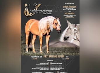 Quarter horse américain, Jument, 2 Ans, 152 cm, Palomino