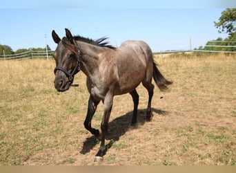 Quarter horse américain, Jument, 2 Ans, 152 cm, Rouan Bleu