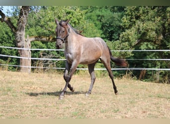 Quarter horse américain, Jument, 2 Ans, 152 cm, Rouan Bleu