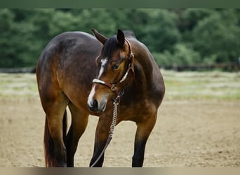Quarter horse américain, Jument, 2 Ans, 153 cm, Bai brun