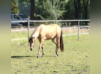 Quarter horse américain, Jument, 2 Ans, 153 cm, Champagne