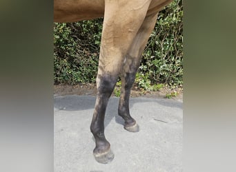 Quarter horse américain, Jument, 2 Ans, 153 cm, Dunalino