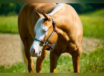 Quarter horse américain, Jument, 2 Ans, 153 cm, Palomino