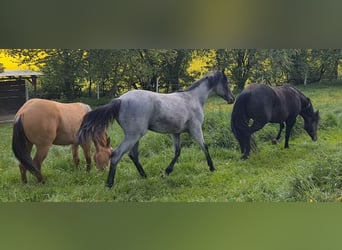 Quarter horse américain, Jument, 2 Ans, 153 cm, Rouan Bleu