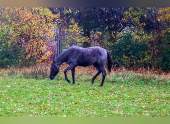 Quarter horse américain, Jument, 2 Ans, 153 cm