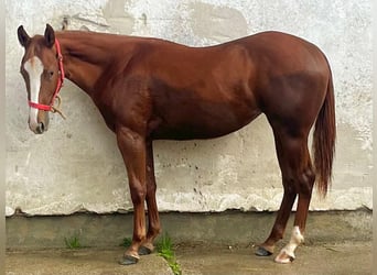Quarter horse américain, Jument, 2 Ans, 154 cm, Alezan brûlé