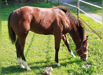 Quarter horse américain, Jument, 2 Ans, 154 cm, Bai