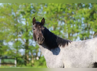 Quarter horse américain, Jument, 2 Ans, 154 cm, Rouan Bleu