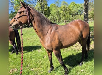 Quarter horse américain, Jument, 2 Ans, 155 cm, Bai brun