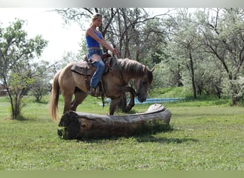 Quarter horse américain, Jument, 2 Ans, 155 cm, Isabelle