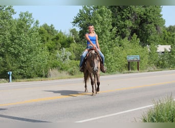 Quarter horse américain, Jument, 2 Ans, 155 cm, Isabelle