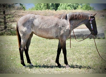 Quarter horse américain, Jument, 2 Ans, 155 cm, Rouan Bleu