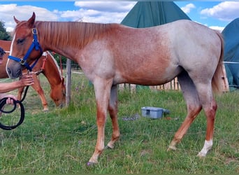 Quarter horse américain, Jument, 2 Ans, 155 cm, Rouan Rouge
