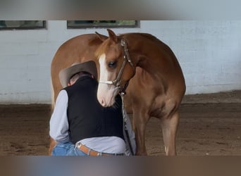Quarter horse américain, Jument, 2 Ans, 158 cm, Alezan cuivré
