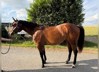 Quarter horse américain, Jument, 2 Ans, 158 cm, Bai