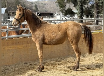 Quarter horse américain Croisé, Jument, 2 Ans, 158 cm, Champagne