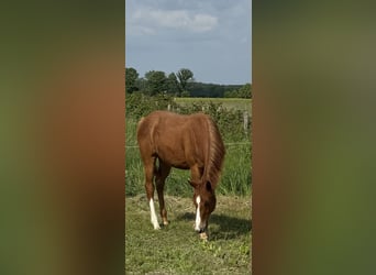 Quarter horse américain, Jument, 2 Ans, 160 cm, Alezan