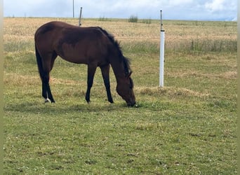 Quarter horse américain, Jument, 2 Ans, 160 cm, Bai