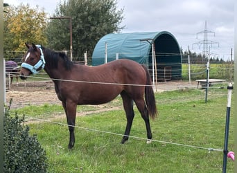 Quarter horse américain, Jument, 2 Ans, 160 cm, Bai