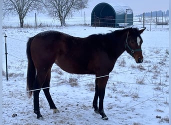 Quarter horse américain, Jument, 2 Ans, 160 cm, Bai