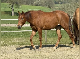 Quarter horse américain, Jument, 2 Ans, Alezan brûlé