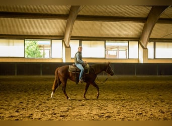 Quarter horse américain, Jument, 2 Ans, Bai brun