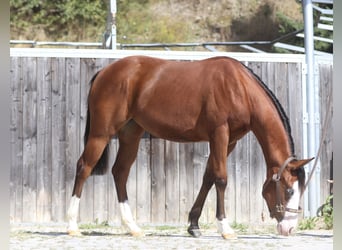 Quarter horse américain, Jument, 2 Ans, Bai