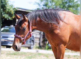 Quarter horse américain, Jument, 2 Ans, Bai