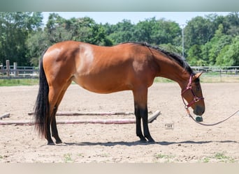 Quarter horse américain, Jument, 2 Ans, Bai