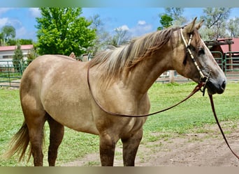 Quarter horse américain, Jument, 2 Ans, Isabelle